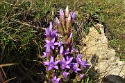 38 Gentiana anisodonta ramosa